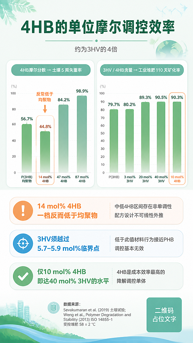 一张PHA共聚单体调控效率科普信息图海报，竖版9:16，扁平插画风格，清新环保科技感配色，薄荷绿、浅蓝、白色为主色调，橙色为强调色，与同系列海报风格完全统一。画面顶部居中大标题"4HB的单位摩尔调控效率"，粗体深绿色大号字，标题下方一条细细的装饰分隔线。副标题"约为3HV的4倍"，浅灰色小号字，位于主标题正下方。画面上半部分左右并排两个圆角卡片式柱状图：左侧卡片标题"4HB摩尔分数 → 土壤5周失重率"，下方四个绿色渐变柱状图从左到右依次为：P(3HB)均聚物 56.7%、14 mol% 4HB 44.8%、47 mol% 4HB 84.2%、87 mol% 4HB 98.9%，柱子顶部标注百分比数字，其中14 mol% 4HB柱子用橙色边框或标记突出显示其反常低于均聚物；右侧卡片标题"3HV / 4HB含量 → 工业堆肥110天矿化率"，下方五个绿色渐变柱状图从左到右依次为：P(3HB) 79.7%、3 mol% 3HV 80.2%、20 mol% 3HV 89.3%、40 mol% 3HV 90.5%、10 mol% 4HB 90.3%，柱子顶部标注百分比数字，其中10 mol% 4HB用橙色边框突出显示。画面下半部分是三条关键结论，每条用带图标的横条卡片呈现：第一条用橙色惊叹号图标，文字"14 mol% 4HB 一档反而低于均聚物"，右侧小字说明"中低4HB区间存在非单调性 配方设计不可线性外推"；第二条用蓝色临界点图标，文字"3HV须越过5.7-5.9 mol%临界点"，右侧小字说明"低于此值材料行为接近PHB 调控基本无效"；第三条用绿色对勾图标，文字"仅10 mol% 4HB即达40 mol% 3HV的水平"，右侧小字说明"4HB是成本效率最高的降解调控单体"。底部小字标注数据来源。整体版式精美，信息层级分明，与同系列海报标题规范、配色体系、卡片圆角风格完全统一。画面中所有信息区域必须填充完整合理的内容，不得出现空白框或待填写区域。画面中所有二维码区域使用纯色方块占位符呈现，方块中央标注二维码占位文字，严禁生成任何可识别的二维码图案。画面中所有数字必须精确渲染，不得错位遗漏或编造。