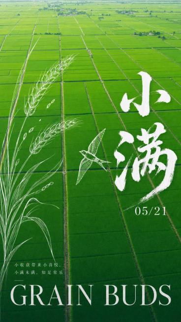 修改这张竖版小满节气海报：1. 调整为更高高度的高空航拍俯拍视角；2. 将稻田绿色调整为更加鲜艳的高饱和度绿色；3. 在画面右侧白色书法大字"小满"的下方添加白色文字日期"05/21"；保留其他现有设预览效果