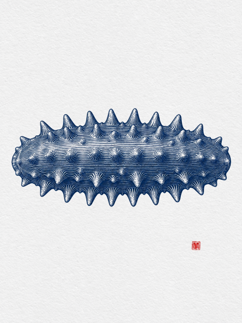 参考此图片风格，生成蓝色线刻风格海参插画，突出纹理，纹理为规则线条，每根线条贯穿海参所有尖刺由头至尾，海参为正视图摆正，能同时看见海参两头，保留右下角红色印章预览效果