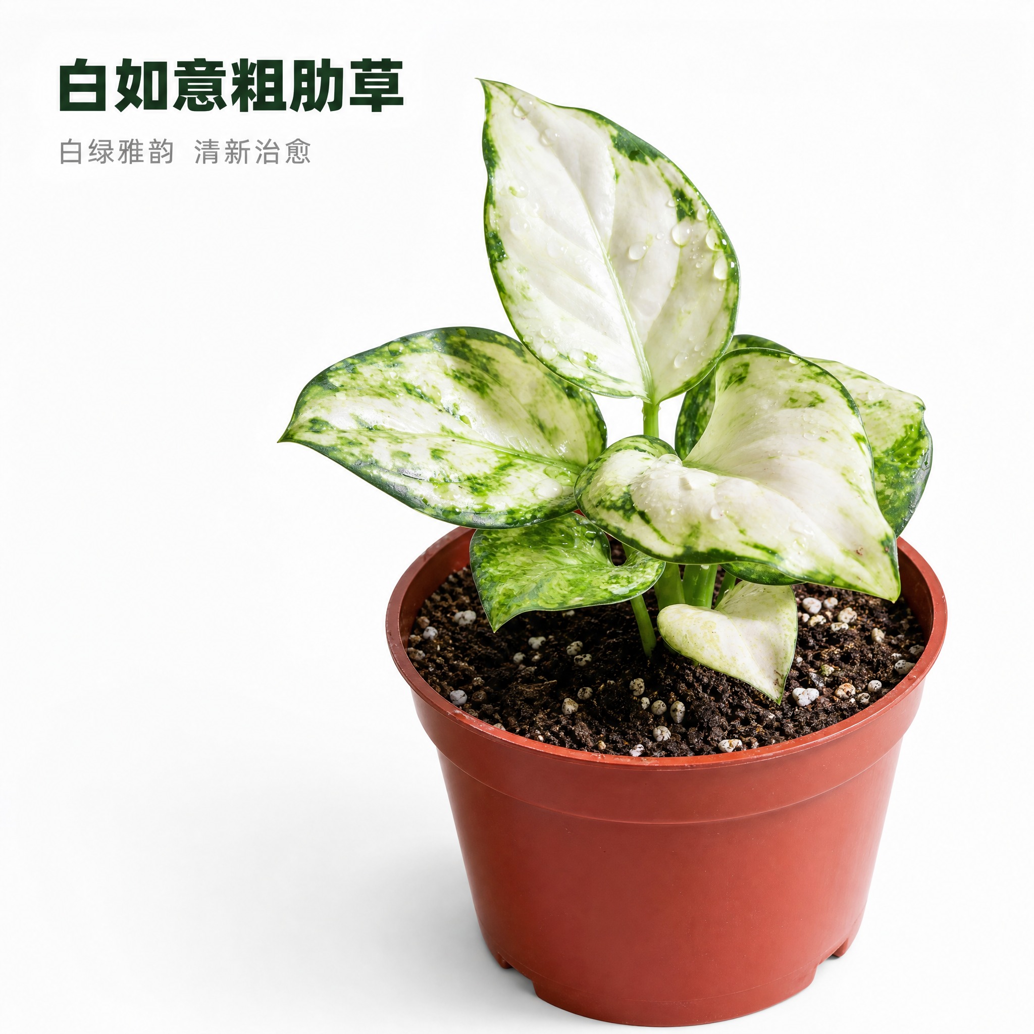 [主图-3] 白如意粗肋草单品特写主图，亮白色背景，突出白绿叶… - 图片创意预览