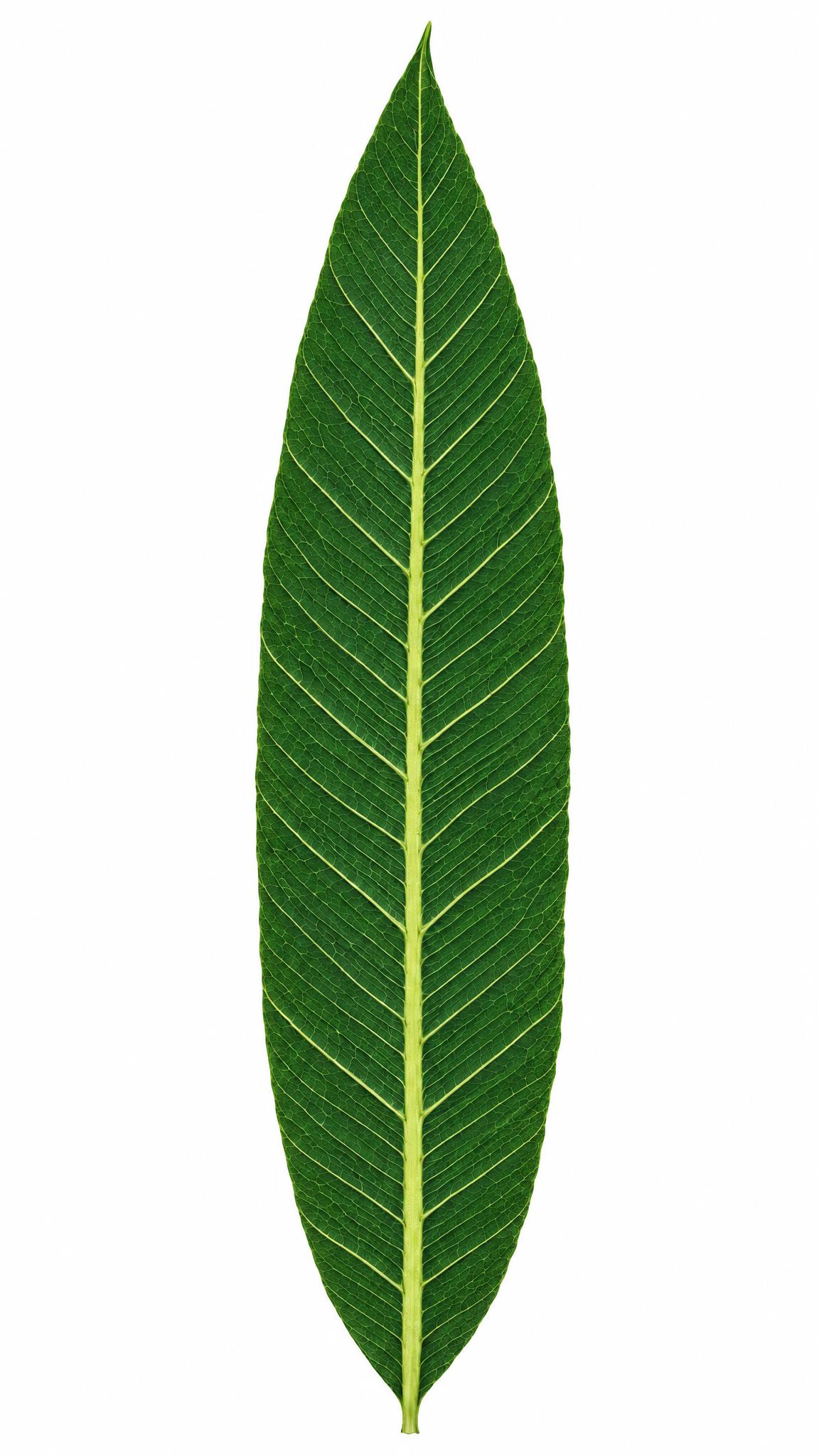 提高叶脉清晰度，升级为超高清晰画面，原图色调完全不变，一点都不… - 图片创意预览