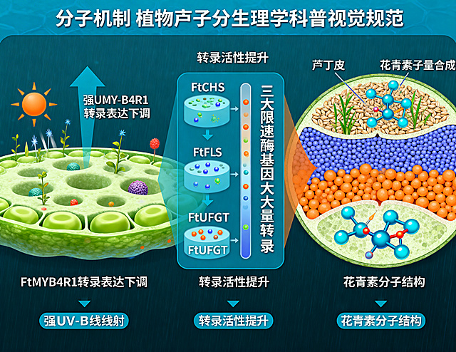 分子机制科普信息图，主题为苦荞UV-B胁迫下的代谢通路激活过程。左侧绘制强UV-B射线照射苦荞细胞的场景，标注FtMYB4R1转录表达下调的过程；中间展示FtCHS、FtFLS、FtUFGT三大限速酶基因大量转录的示意图，标注转录活性提升的状态；右侧绘制苦荞种皮截面，展示芦丁、花青素分子大量合成并在种皮堆积形成紫外线吸收屏障的过程，标注芦丁与花青素的分子结构。整体采用蓝绿橙的科研配色，逻辑层级清晰，文字标注准确，符合植物分子生理学科普视觉规范。
