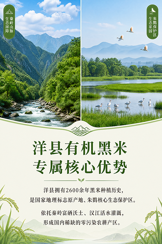 [第6屏] 洋县有机黑米产地生态展示页
[氛围/风格] 原生态自然风光，清新开阔，绿色生态高级感
[元素布局] 上半部分放置两张高清生态图，左侧是洋县秦岭山脉山水风光，右侧是朱鹮自然保护区生态景观，两张图片各占一半宽度，下半部分介绍洋县专属产地优势，图片占比超过一半，突出生态稀缺性
[光影质感] 自然晴天光线，风光通透清新，整体画面明亮舒适
[配色色系] 全局底色 #F3F8F0，主色自然绿色，远山浅蓝，文字深棕色
[视角构图] 上图下文，自然风光在上，产地文字介绍在下，阅读流畅
[文字版式] 顶部标题「洋县有机黑米 专属核心优势」，正文介绍：洋县拥有2600余年黑米种植历史，是国家地理标志原产地、朱鹮核心生态保护区。依托秦岭富硒沃土、汉江活水灌溉，形成国内稀缺的零污染农耕产区。标题绿色加粗，正文行间距舒适，移动端清晰可读
[比例分辨率] 2:3竖版比例，4K分辨率，文字清晰可辨，高清画质
[负向提示词] 变形，水印，文字错乱，文字过小，缺件错件，结构错误，颜色偏差，背景杂乱