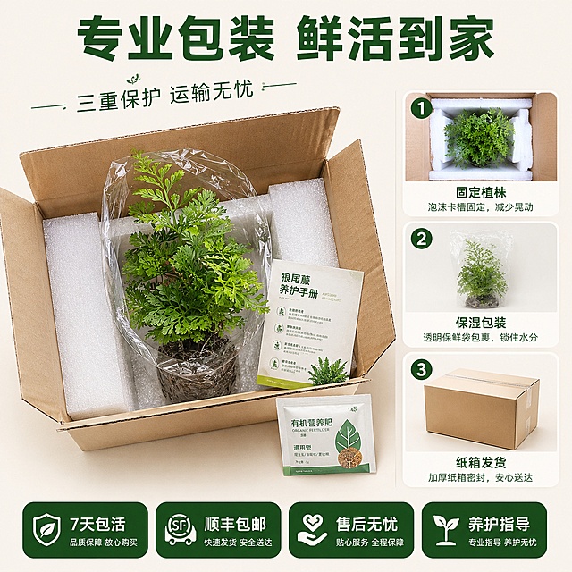 [主图-10] 狼尾蕨包装与发货展示图
[氛围风格] 专业靠谱 安心购物感
[画质] 商业摄影质感 干净整洁 真实可信
[元素] 画面展示狼尾蕨的发货包装：一个打开的快递纸箱 内部有缓冲填充物 狼尾蕨用透明保鲜袋包裹 带土球 固定在包装盒内 旁边有养护手册卡片 赠品小肥料；背景为浅米色 干净简洁；保持狼尾蕨外观与输入产品图一致 包装状态真实自然；画面右侧展示包装流程的三个步骤小图：「固定植株」「保湿包装」「纸箱发货」
[光影] 柔和均匀的棚拍光 正面略偏上 整体明亮干净 阴影浅淡 突出包装的专业感
[配色] 主色调白色 牛皮纸色 清新绿 辅助色浅米色
[视角构图] 45度俯视 开箱展示 主体居中偏左 右侧信息区 构图平衡 信息丰富
[文字版式] 顶部主标题"专业包装 鲜活到家" 深绿色粗体大字；左侧开箱图旁标注「三重保护 运输无忧」；右侧三个步骤小图上下排列 每图配文字说明；底部服务承诺横排：「7天包活」「顺丰包邮」「售后无忧」「养护指导」 四个图标+文字 绿底白字圆角设计
[输出要求] 1:1比例 文字清晰可读 超高清商业摄影质感
[负向提示词] 变形 文字错乱 产品模糊 背景杂乱 水印 电商平台Logo