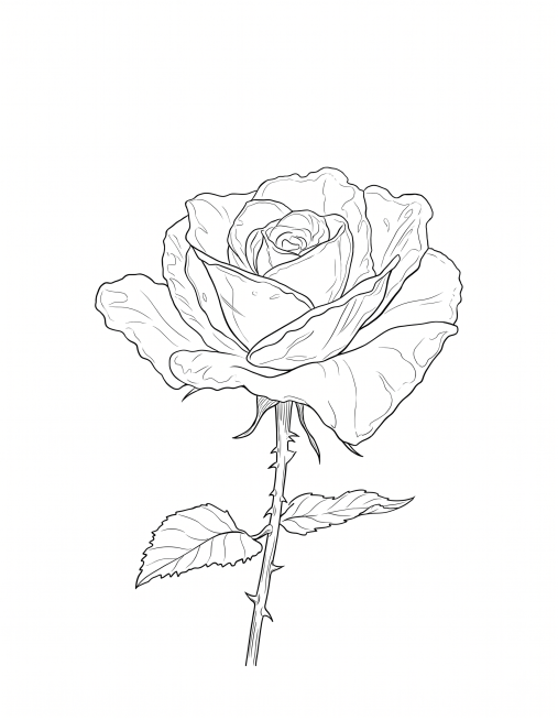将图片中的玫瑰花转换成线稿图，保留玫瑰花和枝干叶子的轮廓结构，仅保留黑色线条，去掉原有的色彩和光影预览效果