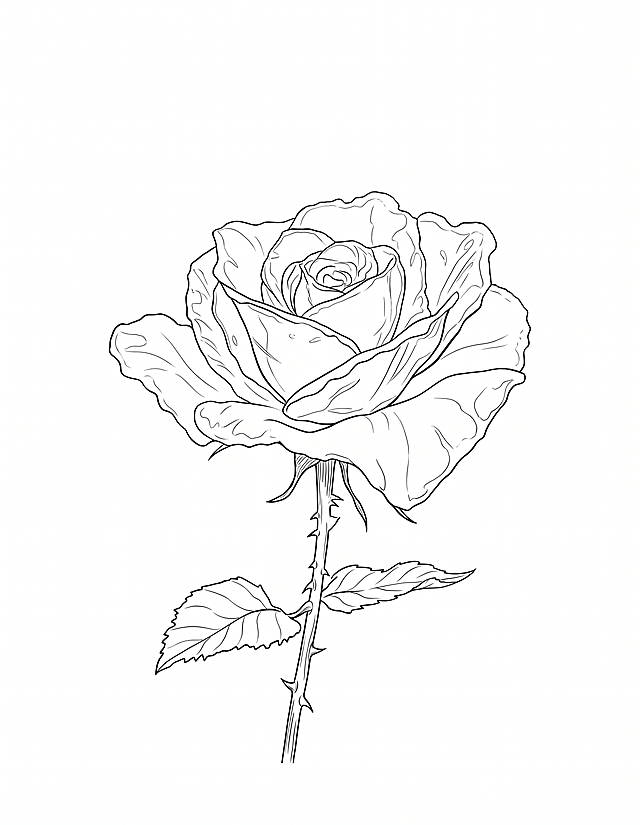 将图片中的玫瑰花转换成线稿图，保留玫瑰花和枝干叶子的轮廓结构，仅保留黑色线条，去掉原有的色彩和光影