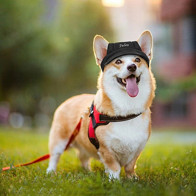 给图中的柯基宠物狗戴上图2的黑色Jules宠物帽，让狗的两只耳朵从帽子两侧露出来，保留原图草地背景、红色胸背带和狗狗的姿态表情，保持风格自然真实