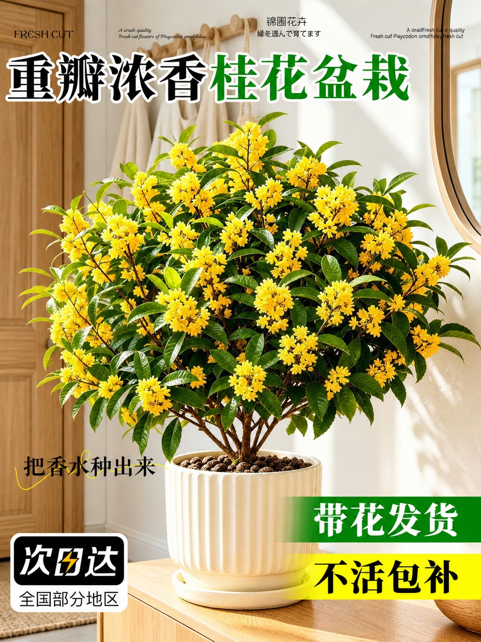 保持原图构图不变，主体桂花盆栽位置、花卉细节、花盆细节完全不变… - 图片创意预览