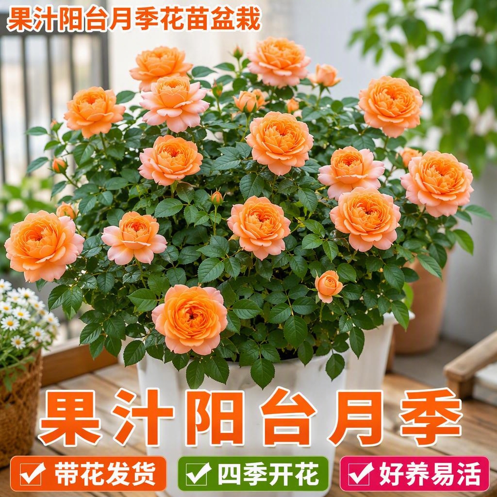 淘宝天猫电商主图，1:1正方形，真实摄影风格，高清质感。画面主… - 图片创意预览