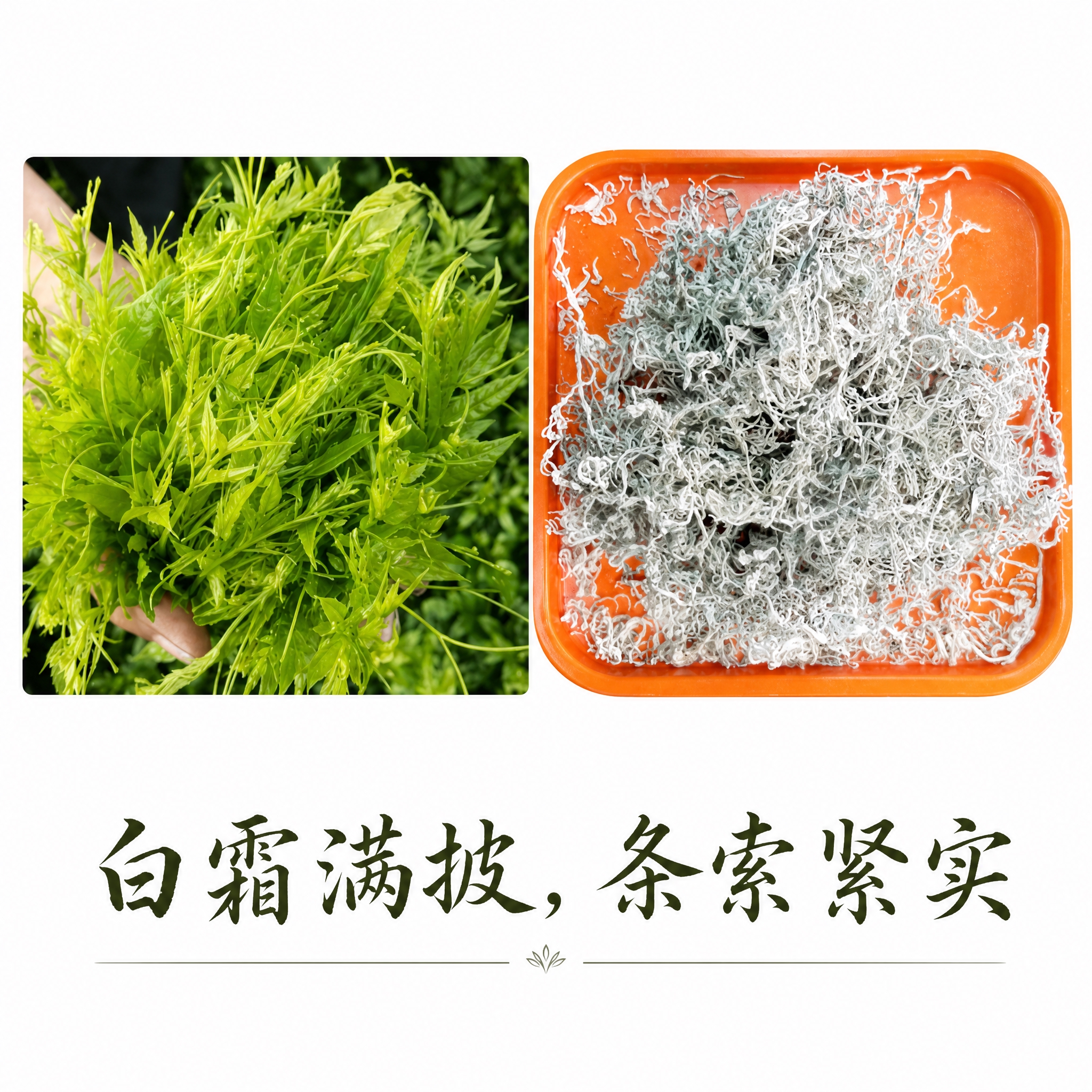 将这张茶叶对比图制作成公众号文章配图，在图片下方添加文案文字"… - 图片创意预览