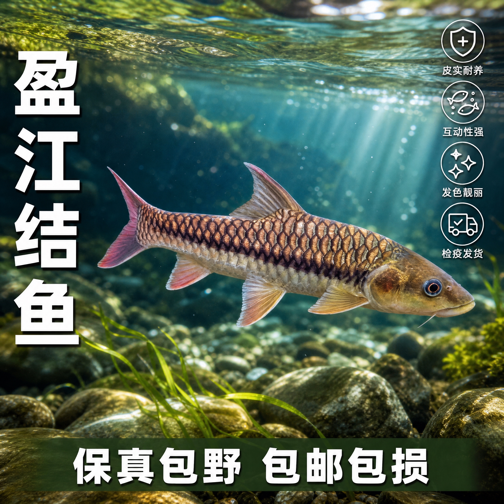 [单张主图] 盈江结鱼 原生观赏吉罗鱼 高级氛围感主图，淘宝/… - 图片创意预览