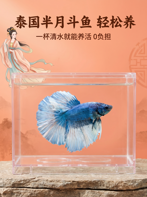 [主图 1] 泰国半月斗鱼产品首图，中国风宠物观赏鱼展示
[氛围/风格] 新中式国风，搭配卡通古风插画，浅珊瑚橙暖调背景，真实摄影质感，光线柔和通透、产品清晰真实、画面干净高级
[元素/光影] 蓝白渐预览效果