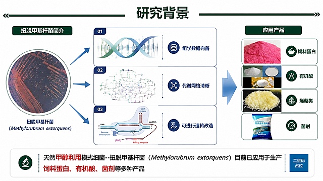 基于参考图的研究背景版式进行优化重绘，保留扭脱甲基杆菌简介的左右流程结构（左侧细菌→中间三大优势→右侧产品），整体升级为专业学术科研海报风格。深绿+深蓝主色调，白色背景，版式精美，信息层级分明。顶部大标题为"研究背景"，配深绿色横线装饰。左侧：圆形培养皿中的扭脱甲基杆菌菌落图，三条蓝色箭头向右引出。中间三大优势模块纵向排列：1. 上方配DNA双螺旋插画，文字"组学数据完善"；2. 中间配代谢通路网络图，文字"代谢网络清晰"；3. 下方配基因编辑先导编辑器示意图，文字"可进行遗传改造"。右侧蓝色大箭头指向四类产品图：饲料蛋白（粉红色粉末）、有机酸、烯萜类、菌剂，每类配对应实物图和中文标注。底部总结文字："天然甲醇利用模式细菌--扭脱甲基杆菌（Methylorubrum extorquens）目前已应用于生产饲料蛋白、有机酸、菌剂等多种产品"，其中关键词"甲醇利用""饲料蛋白""有机酸""菌剂"用红色强调。所有文字清晰可读，排版整齐专业，学术科研感强。画面中所有信息区域必须填充完整合理的内容，不得出现空白框。画面中所有二维码区域使用纯色方块占位符呈现，方块中央标注"二维码占位"文字。横版16:9构图，四周留足安全边距。