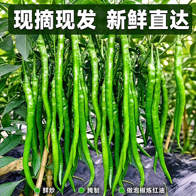 [主图-2] 藤架上新鲜青线椒挂果展示主图，突出产地种植的新鲜品质。整体氛围自然清新，商业生鲜摄影质感，自然暖光，产品清晰饱满。青线椒挂在藤架枝叶间，果实饱满修长，整串自然垂落，保持青线椒外观形状颜色纹理与输入图片绝对一致，无变形无色差。商品主体占比约70%，画面满屏无边框。自然日光从上方斜射，突出果皮油亮光泽，叶片层次感强，背景虚化突出主体。主色调鲜绿色，搭配深绿色枝叶，自然清新。平视视角，主体居中，景深适中。顶部大字文案写“现摘现发 新鲜直达”，白色粗字叠加深绿色半透底框，清晰可读。底部分三列展示产品用途：第一列写鲜炒、第二列写腌制、第三列写做泡椒炼红油，每列白色小字搭配绿色圆形项目符号，排版整齐清晰。比例1:1，4k分辨率，文字清晰锐利，画面超高清。负向提示词：变形，水印，文字错乱，产品图模糊，背景杂乱。