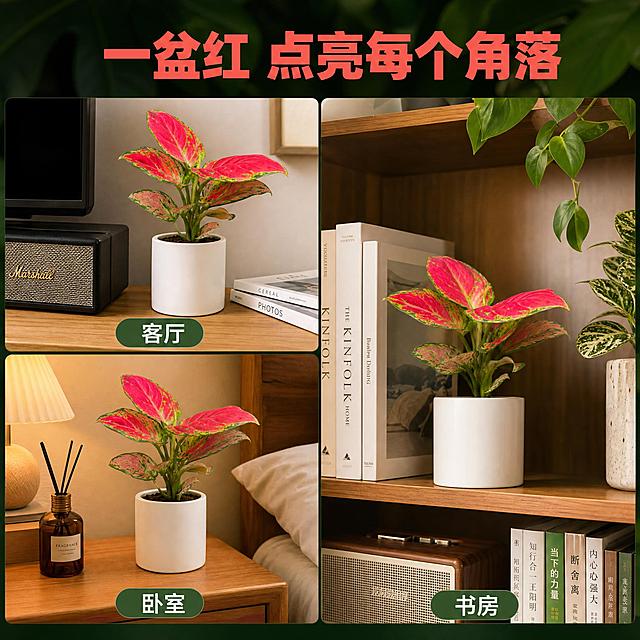 [主图-5] 多场景适配图 展示红宝石盆栽适合不同家居空间
[统一基调] 国内电商1:1主图 热带雨林自然风格 深绿与艳红撞色 高级商业摄影质感 统一字体为无衬线粗体 标题字色为珊瑚红 辅助字色为米白 强调色为翡翠绿 卡片用半透明深绿磨砂质感 整体清新治愈有生命力
[画面] 画面采用三宫格分屏布局 每个格子展示一个摆放场景 左上格 客厅电视柜旁 红宝石搭配简约白瓷盆 旁边有音响和杂志 左下格 卧室床头柜 配小夜灯和香薰 温馨治愈 右侧大格 书房书架层板上 与书籍和其他绿植搭配 文艺清新 三个场景中的红宝石盆栽外观都与参考图一致 叶片红艳饱满 画面顶部留标题区
[光影质感] 每个场景都是自然柔和的室内光线 温暖明亮 家居生活摄影质感 三格光线统一协调
[配色] 整体以暖木色 白色 绿色为主 盆栽艳红色成为每个场景的视觉亮点 标题珊瑚红
[文字版式] 画面顶部居中主标题「一盆红 点亮每个角落」 每个场景下方小字标注场景名 「客厅」「卧室」「书房」 文字简洁不遮挡主体
[输出要求] 1:1正方形 三个场景清晰 盆栽外观一致 文字清晰 无变形 无错字 无水印 无平台Logo