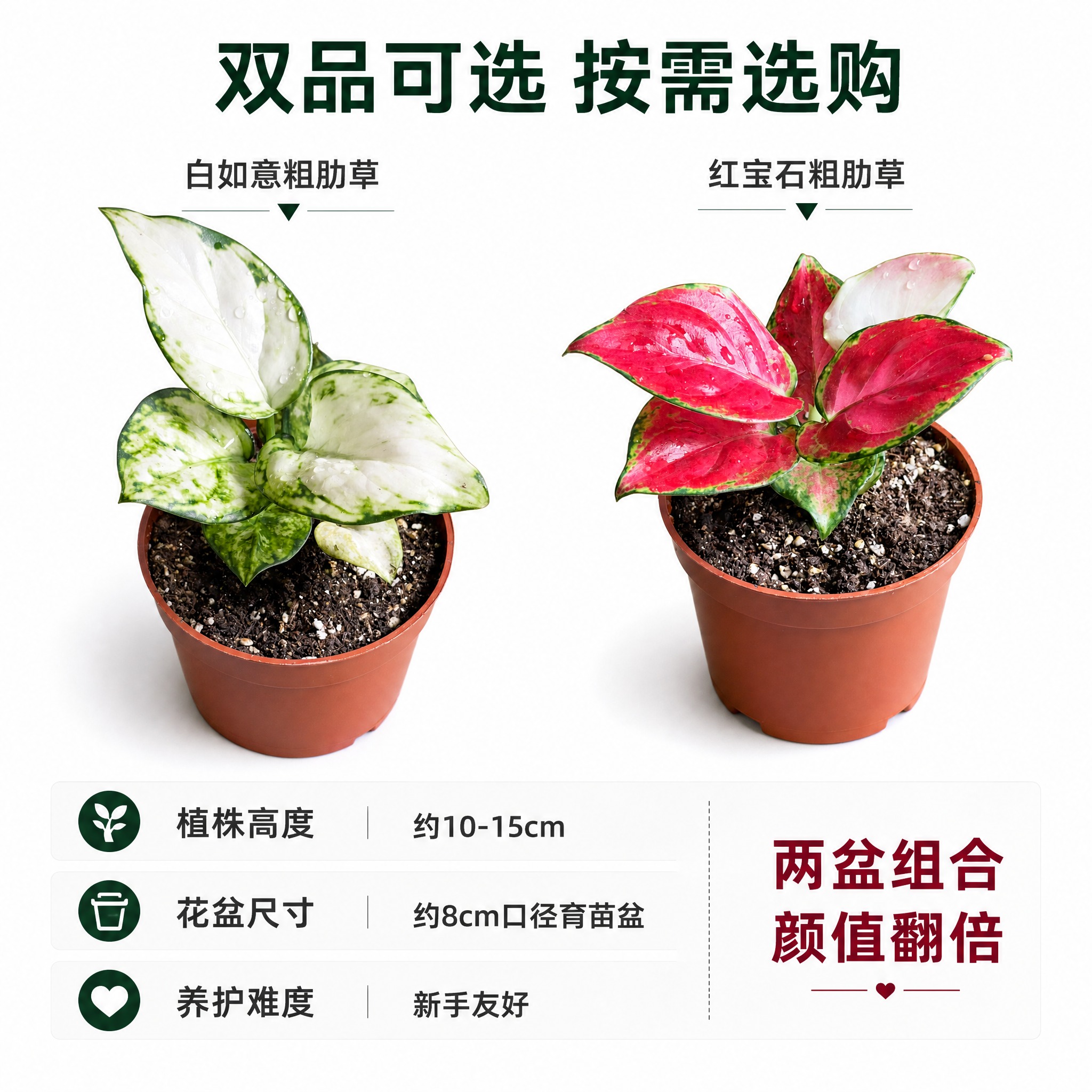[主图-10] 规格与选购指南图，展示白如意与红宝石两款粗肋草… - 图片创意预览