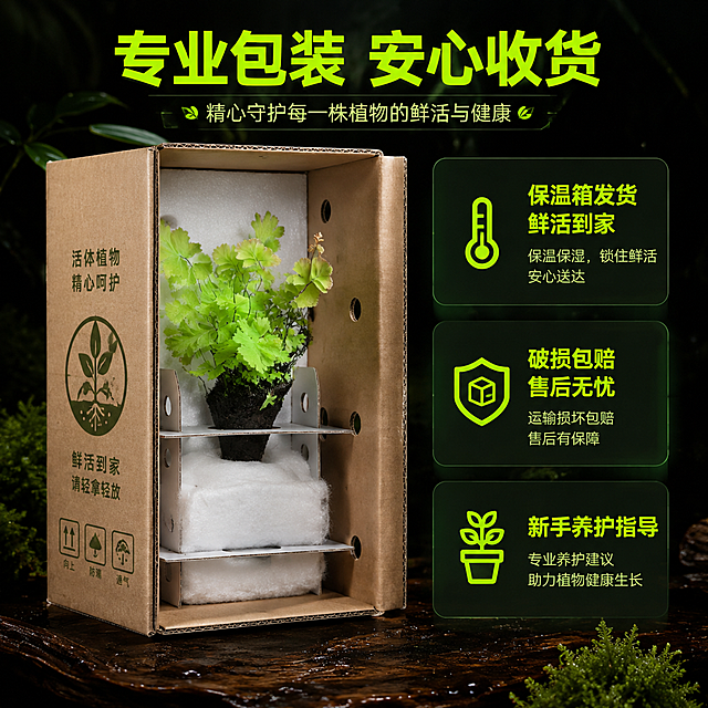 [主图-10] 包装与发货保障图，展示产品包装和售后保障服务。
[统一基调] 整体暗调黑化雨林风格，背景主色为深墨绿近黑色，点缀深棕腐木质感；标题字色为荧光嫩绿，辅助字色为浅灰绿；字体为现代无衬线粗体，字号层级分明；卡片样式为半透明深绿磨砂底配细嫩绿描边；整体氛围神秘高级，微观雨林质感。
[画面] 画面左侧展示凤舞铁线蕨的发货包装状态：植株固定在专用植物包装盒内，有保湿棉、固定支架、透气孔设计，包装专业安全；盒子半开状态，可见内部保护结构；右侧为服务保障图标区域；背景为深色木质台面，暗调虚化；植物部分保留原图外观特征。
[光影质感] 商业产品摄影质感，包装细节清晰，柔光均匀，暗调背景突出包装和服务信息；整体专业可信。
[配色] 主色深墨绿、深棕木色，辅色嫩绿植物、白色包装、棕色纸箱，点缀荧光嫩绿文字。
[文字版式] 顶部主标题"专业包装 安心收货"荧光嫩绿粗体，居中；右侧三个服务保障模块上下排列："保温箱发货 鲜活到家""破损包赔 售后无忧""新手养护指导"；每个模块配对应图标，标题荧光嫩绿粗体，说明浅灰绿；半透明深绿卡片承载，右对齐。
[输出要求] 1:1正方形，2048×2048px，包装真实专业，植物状态好，服务信息清晰，文字可读；负向：包装虚假、植物变形、文字错字、模糊、水印、人手出现。