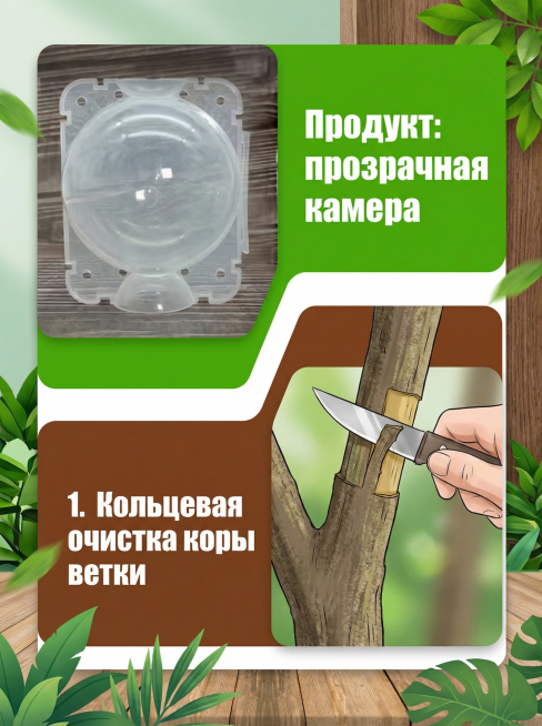 ozon商品场景图，产品为透明塑料植物生根繁殖盒，使用分框构图，分框格式为左上产品展示，右下使用步骤说明，所有文字均为俄文，第一个分框标注俄文'Продукт: прозрачная камера',预览效果