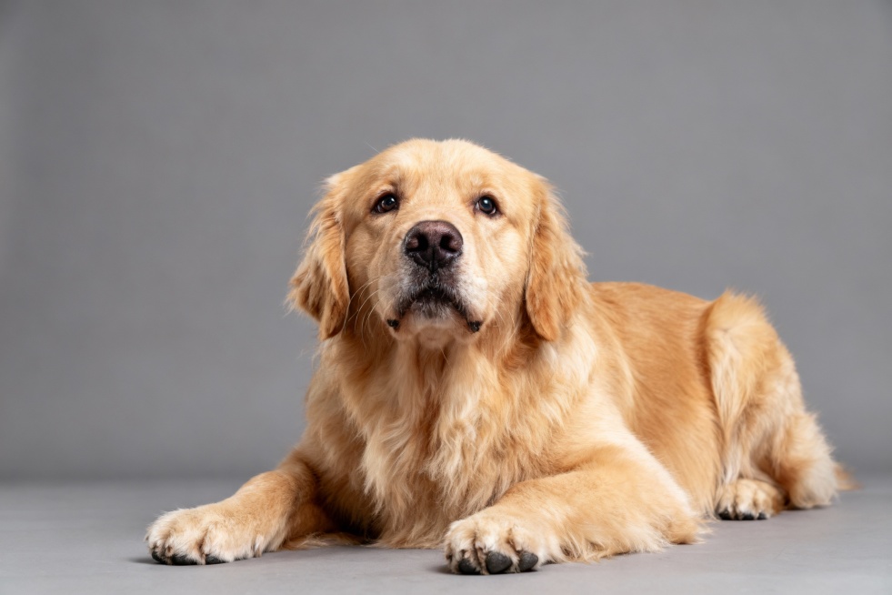 生成金毛犬抬头直视前方趴着的清晰全身图像预览效果