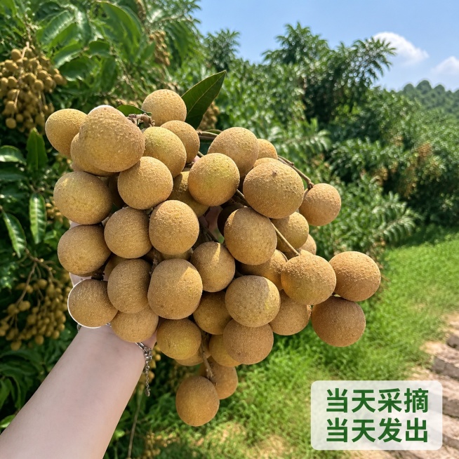 [主图-4] 储良龙眼真实采摘场景展示，增强代入感
[氛围风格] 真实果园采摘场景，自然生活感
[画质] 商业摄影质感，清晰真实，自然通透
[元素] 保持储良龙眼外观、物理结构、材质质感、颜色与输入产预览效果