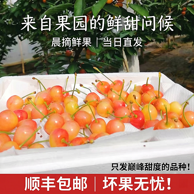[主图 3] 果园产地黄樱桃电商主图。使用用户上传的果园装箱图片，保持樱桃外观颜色大小和原图片一致，背景保留果树枝叶体现产地自然氛围，保证樱桃新鲜饱满。
[氛围风格] 自然产地新鲜氛围，突出自然采摘的健康感；
[画质] 实景摄影质感，光线自然通透，产品清晰真实，画面清新高级。
[光影] 自然户外 diffuse 光影，突出樱桃新鲜色泽，柔和不刺眼。
[文字版式] 画面上方柔和手写字体主标题 "来自果园的鲜甜问候"，下方副标题 "晨摘鲜果 | 当日直发"，右下角标注 "只发巅峰甜度的品种！"，底部红色醒目标签 "顺丰包邮 | 坏果无忧！"，字体柔和亲切，不遮挡主体樱桃，文字对比清晰。
[比例分辨率] 1:1 比例，2k 分辨率，文字清晰可辨。
[负向提示词] 变形，水印，文字错乱，产品图模糊，背景杂乱，遮挡主体，信息过载。