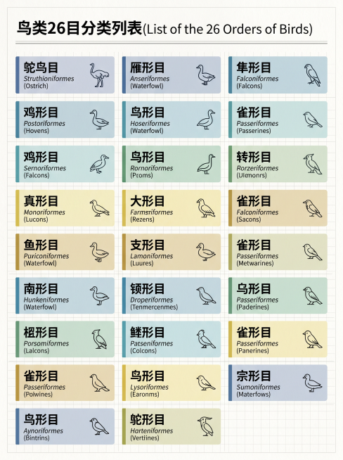 一张清晰的科学信息图，展示鸟类26目的分类列表，清晰排版每个目名称，简洁学术风格，信息图表预览效果
