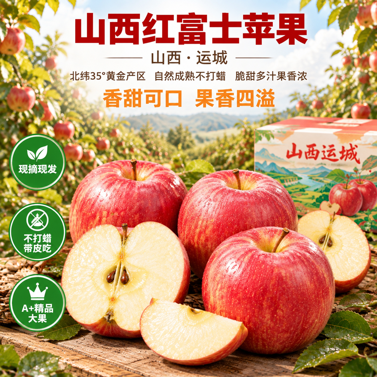 [主图-3] 满树红富士丰收果园场景，突出山西红富士苹果丰收景… - 图片创意预览