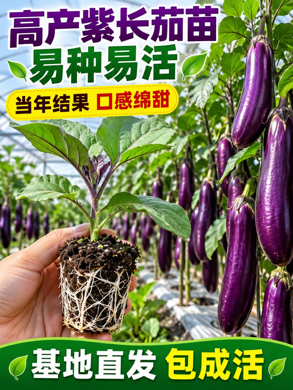 淘宝天猫电商主图，3:4竖版，紫长茄苗产品第二版，画面中心是粗… - 图片创意预览