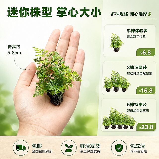 [主图-5] 狼尾蕨尺寸参照与规格展示图
[氛围风格] 清新自然风 信息清晰明了
[画质] 商业摄影质感 光线均匀 产品清晰
[元素] 画面左侧一只手托着狼尾蕨植株 展示真实大小比例 手掌自然张开 狼尾蕨放在掌心 直观体现迷你株型；右侧为规格信息区域 背景为浅绿渐变；保持狼尾蕨外观与输入产品图一致 手部自然真实 无畸形；画面底部展示不同规格选项：「单株体验装」「3株造景装」「5株特惠装」 每个规格配小图和价格标签
[光影] 柔和正面光 均匀照亮产品和手部 阴影浅淡 整体明亮清晰
[配色] 主色调清新绿 白色 辅助色浅木色 深绿文字
[视角构图] 正面平视 左右分栏构图 左侧产品展示占60% 右侧信息占40% 构图平衡
[文字版式] 顶部主标题"迷你株型 掌心大小" 深绿色粗体大字；左侧手掌旁标注尺寸参考"株高约5-8cm" 带引线；右侧规格卡片式排列 每张卡片上规格名+价格+小图标 圆角设计 浅绿底深绿字；底部服务承诺「包邮」「鲜活发货」「包成活」三个图标+文字
[输出要求] 1:1比例 文字清晰可读 超高清商业摄影质感
[负向提示词] 变形 文字错乱 多余的手 畸形手 手指扭曲 产品模糊 水印 电商平台Logo