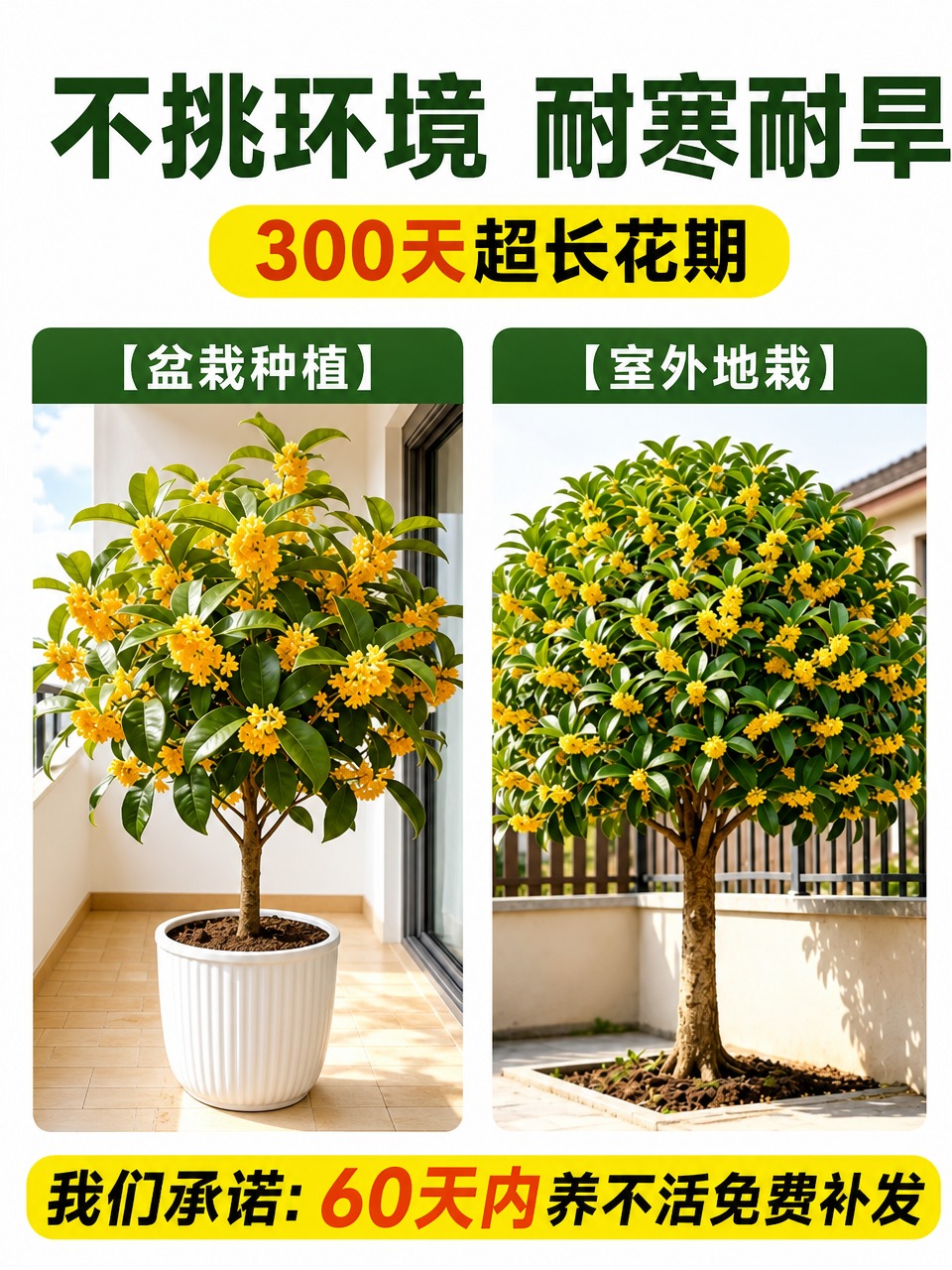 淘宝电商绿植主图，白色干净底色，整体清爽简约风格。顶部大字标题… - 图片创意预览