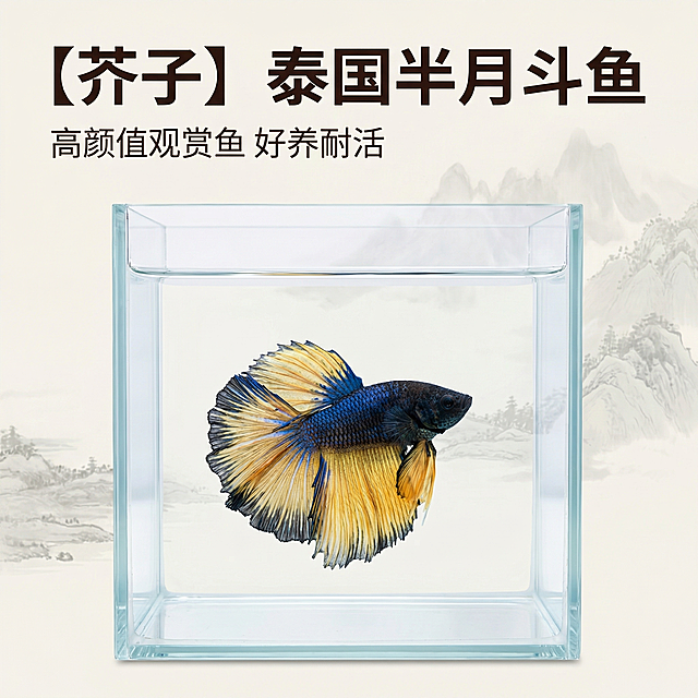 [主图 1] 泰国半月芥子斗鱼观赏鱼首图
[氛围风格] 中国风禅意氛围，真实摄影质感
[画面元素] 商业摄影质感、光线柔和通透、斗鱼清晰真实、画面干净高级。蓝黑身体黄蓝渐变尾鳍的斗鱼居中展示，在方形透明鱼缸中悠然游动，背景搭配淡墨山水中国风底纹，整体干净突出主体，保留斗鱼原外观特征。大图满铺无边框。
[配色色系] 主色调：水墨灰、缸体透明；辅助色：斗鱼蓝黄原色，浅墨色背景。
[视角构图] 正面平视，主体居中，浅景深突出斗鱼
[文字版式] 顶部左对齐，主标题“【芥子】泰国半月斗鱼”深色粗体大号字，副标题“高颜值观赏鱼 好养耐活”浅色小号字位于下方，不遮挡斗鱼主体，文字与背景对比清晰。
[比例分辨率] 1:1 比例，2k 分辨率；文字清晰可辨，超高清。
[负向提示词]变形，水印，文字错乱，鱼外形模糊，背景杂乱，配色刺眼