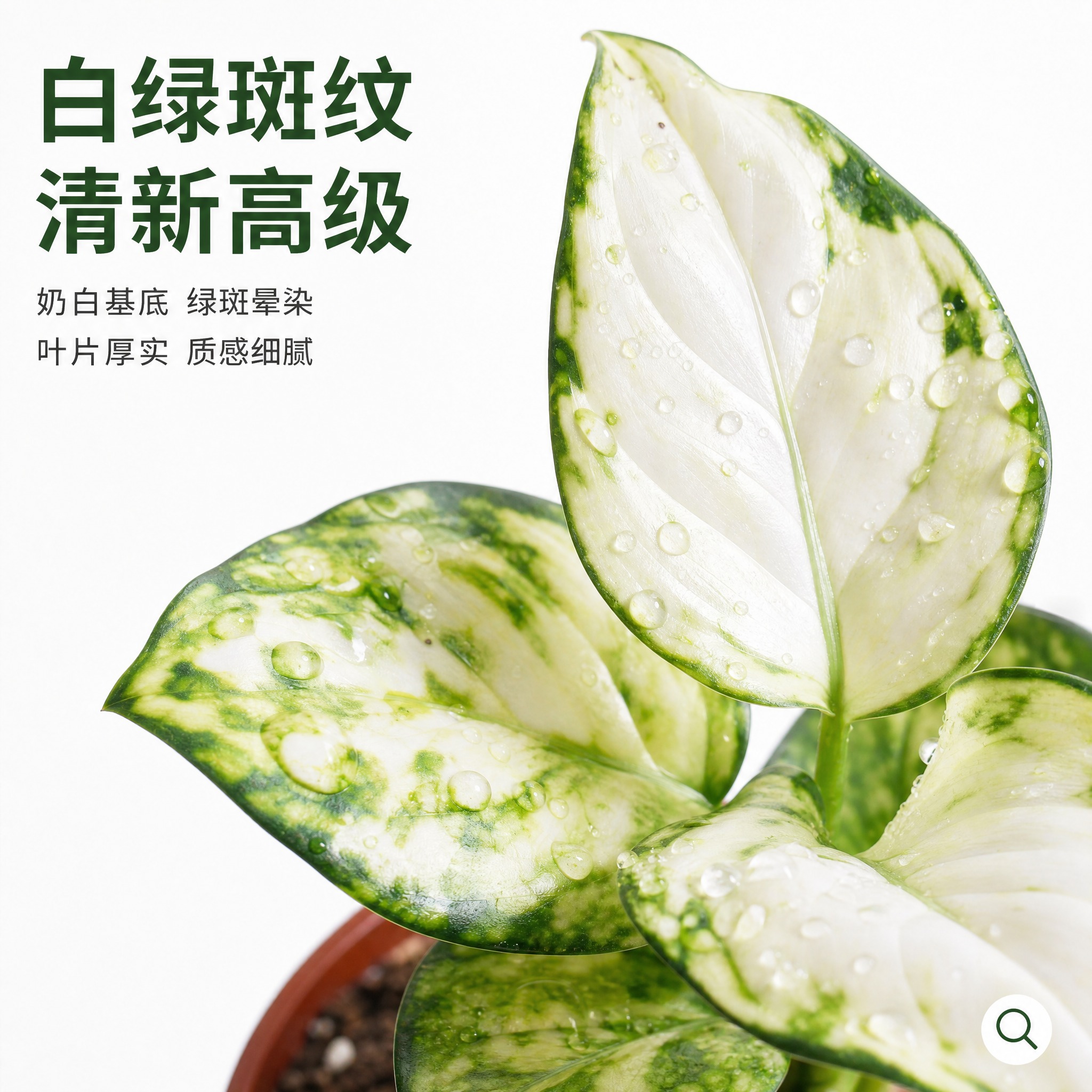 [主图-5] 白如意粗肋草叶片细节特写主图，亮白色背景，放大展… - 图片创意预览
