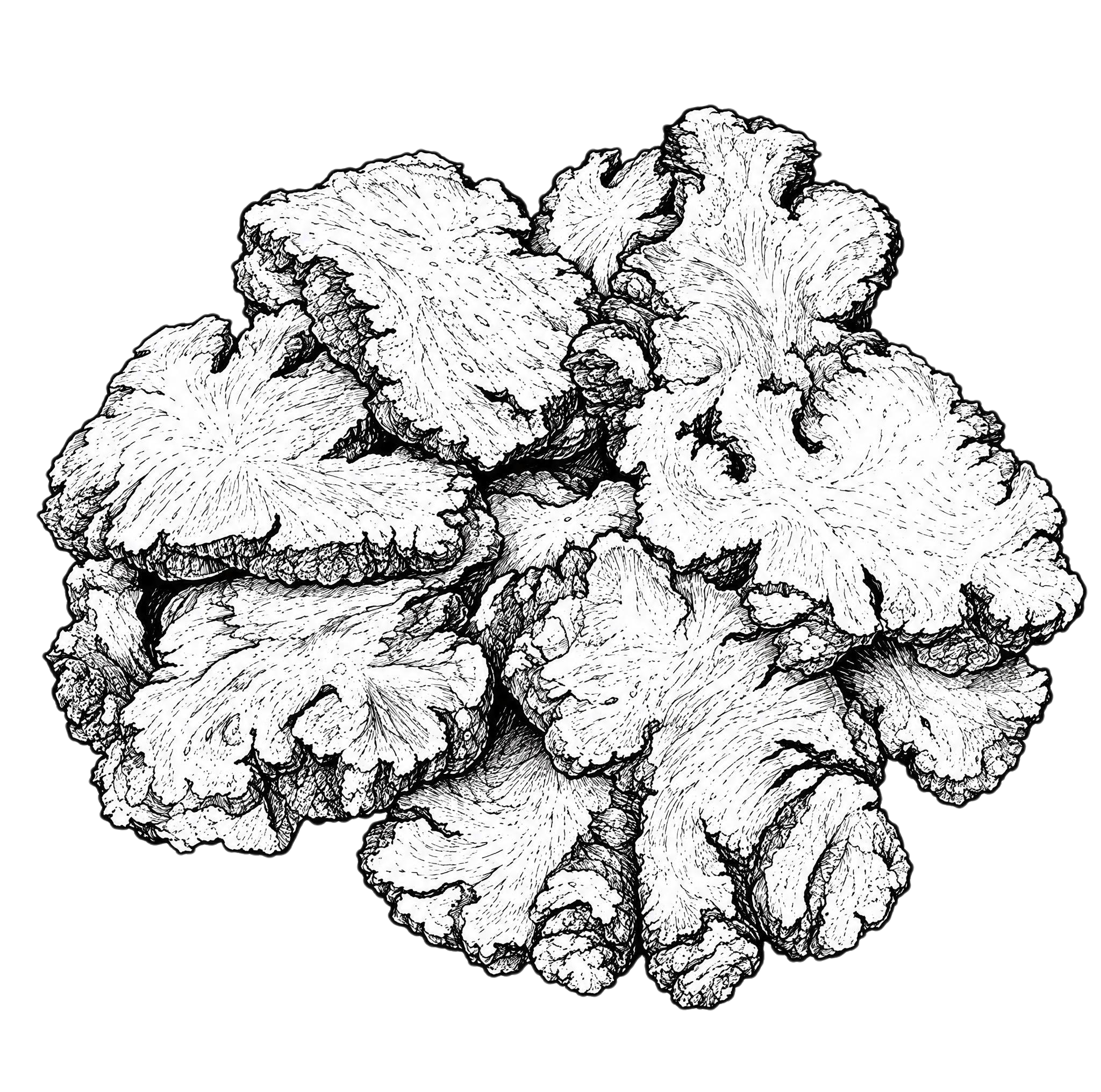 将图片中的川芎药材切片转化为黑白线稿风格，去掉木质盘子容器，只… - 图片创意预览