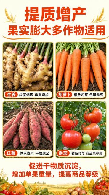 [第5屏] 提质增产膨果效果展示屏。
[氛围/风格] 丰收喜庆农业风，真实饱满果实展示，充满收获喜悦。
[元素布局] 顶部主标题，中间四宫格展示不同作物使用效果：生姜、胡萝卜、红薯、番茄，每个小图配短预览效果