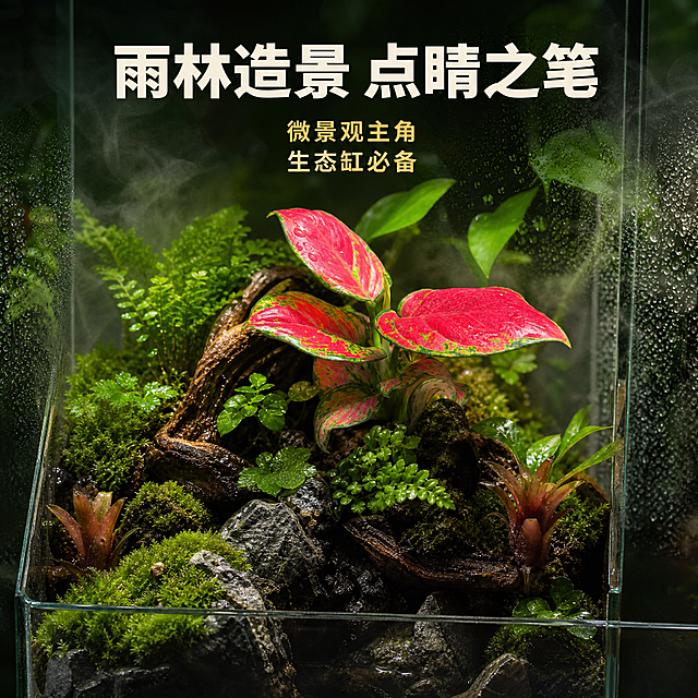 [主图-10] 雨林造景搭配图 展示红宝石小苗在雨林缸/微景观中的造景效果
[统一基调] 整体风格为清新治愈的雨林自然风 背景主色为深绿与翠绿色渐变 标题字色为米白色 辅助字色为浅金色 强调色为叶片玫红色 字体为简洁现代无衬线粗体 字号层级分明 卡片采用半透明深绿圆角轻边框样式
[画面] 展示一个玻璃雨林缸的完整造景 红宝石小苗作为主景植物种植在缸内中央位置 周围搭配苔藓 小型蕨类 积水凤梨等其他雨林植物 底部有沉木和石块造景 缸壁有细微的水珠 内部雾气缭绕 营造湿润的热带雨林微生态环境 背景是深色的 突出缸内景观 体现红宝石小苗作为雨林造景植物的价值和美感 上方有主标题
[光影质感] 雨林缸内部柔和的灯光效果 植物叶片鲜亮有光泽 水珠晶莹剔透 雾气效果自然 整体氛围神秘而有生命力
[配色] 整体深绿色调 红宝石小苗的玫红色叶片在绿色环境中格外醒目 玻璃有自然的反光 色彩层次丰富
[文字版式] 顶部主标题"雨林造景 点睛之笔" 下方两行小字"微景观主角" "生态缸必备" 文字简洁不遮挡景观主体
[输出要求] 1:1正方形 2048*2048像素 造景自然真实 产品清晰 文字清晰可读 禁止变形 错字 模糊 杂乱 水印 平台Logo
