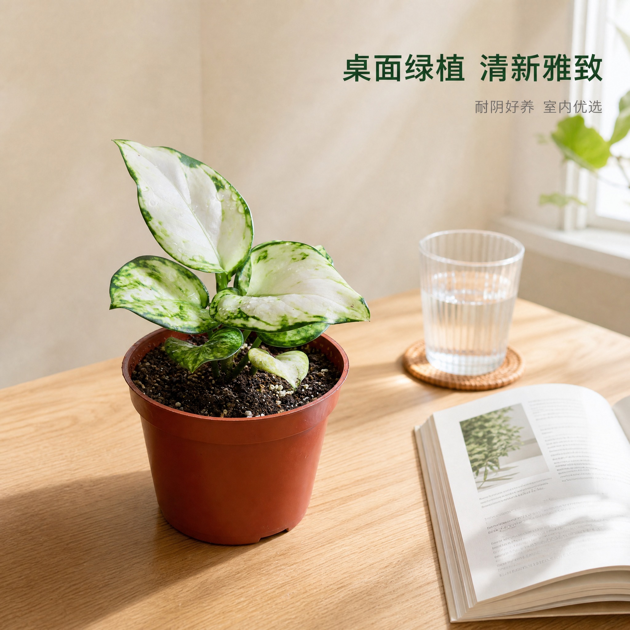 [主图-6] 白如意粗肋草桌面场景图，唯一任务：展示白如意粗肋… - 图片创意预览
