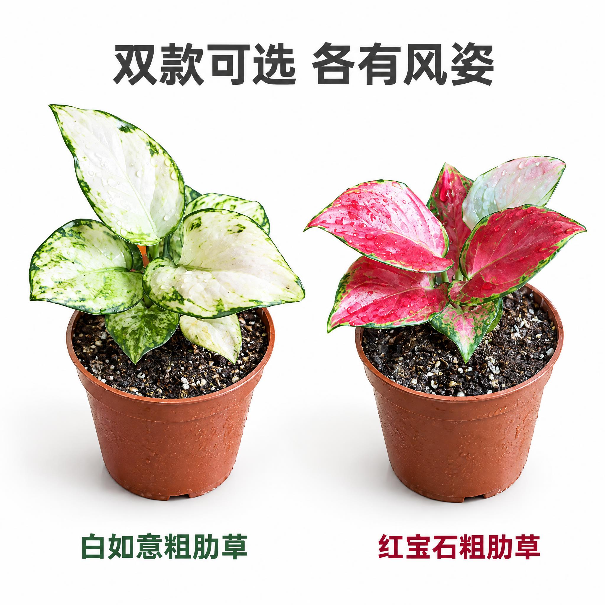 [主图-5] 双款并列展示主图，白如意与红宝石粗肋草同框对比，… - 图片创意预览
