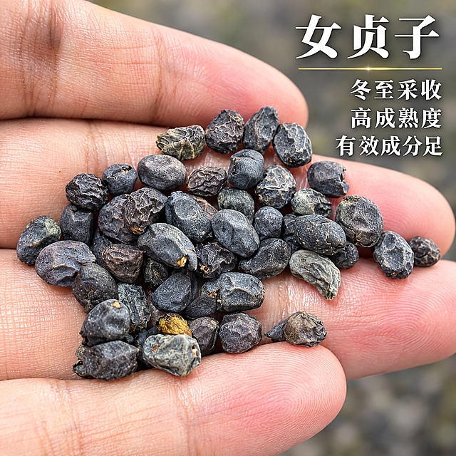基于上传的女贞子素材进行主图创作，严格使用上传素材，完整保留原图中女贞子颗粒的数量、外观、形状、大小、黑褐色泽、表面皱纹与灰白霜感、成熟饱满的质感、手掌托举展示的构图与手掌手指的真实纹理细节、背景虚化与柔和光影，绝不变形、不改色、不增减颗粒数量、不改变任何一颗颗粒的位置、不添加任何原图没有的物体或元素。

背景处理：保留原图以手掌托举女贞子颗粒的展示方式，弱化背景中的杂乱颗粒堆，使背景干净柔和、虚化自然，突出手掌上的颗粒；无多余杂物。

光线与质感：柔和的自然光从上方照射，颗粒黑褐色泽饱满、表面皱纹与细微霜感清晰可见，整体光影干净通透，质感真实。

文字排版：在画面右上角叠加醒目的文字排版，主标题「女贞子」使用高级宋体或轻衬线体，白色，带轻微深色阴影，字号很大、醒目大气，字间距宽松；主标题下方放置一条细细的金色装饰线；装饰线下方放置三行卖点小字，第一行「冬至采收」，第二行「高成熟度」，第三行「有效成分足」，细黑体或轻衬线体，白色，带轻微深色阴影，字号很大、清晰可读，行间距宽松，排版克制精简，高级感十足。

整体风格：真实、克制、高级，突出女贞子高成熟度的饱满品质。

1:1 比例，2K超高清画质，细节丰富清晰。