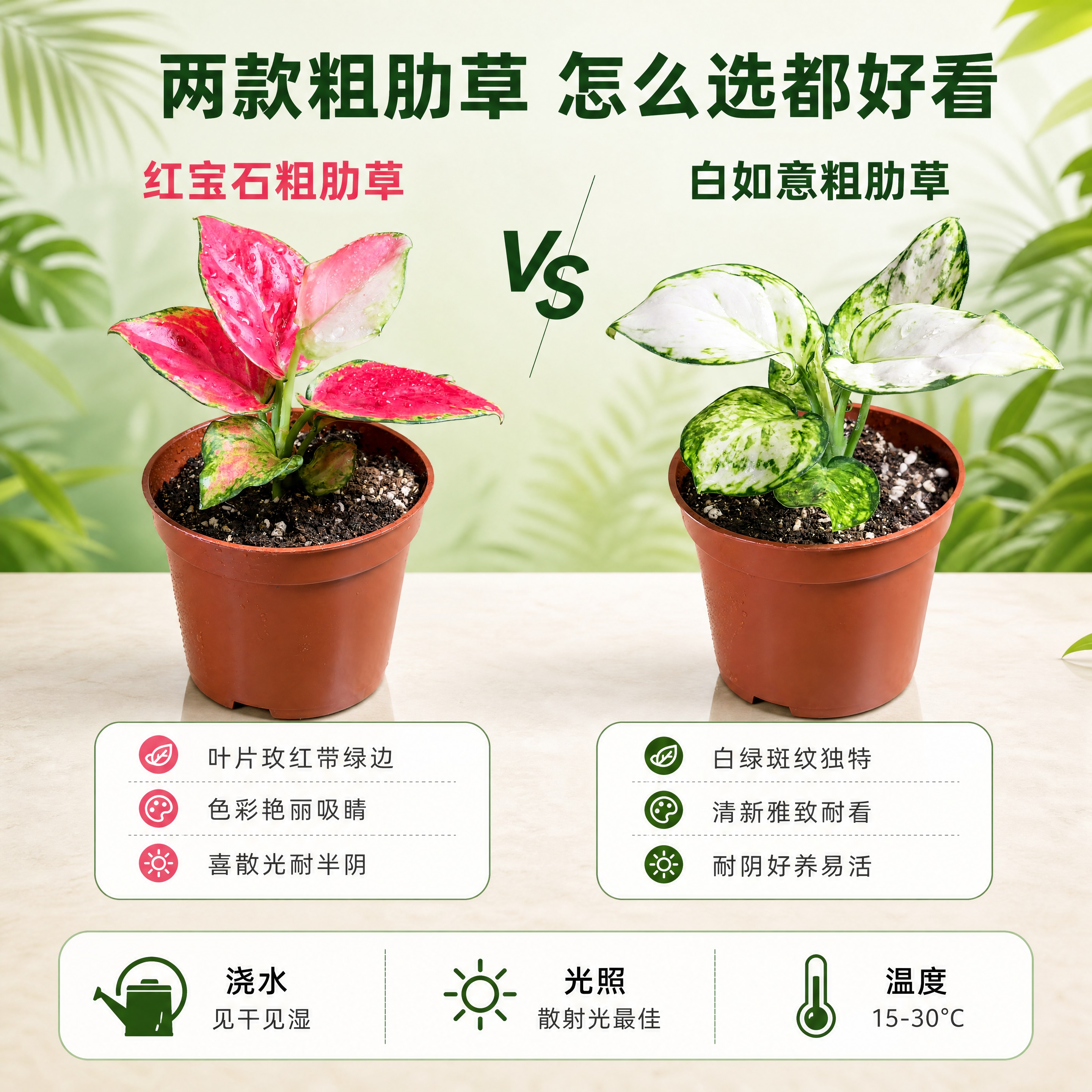 [主图-5] 白如意粗肋草与红宝石粗肋草 规格对比与养护信息图… - 图片创意预览