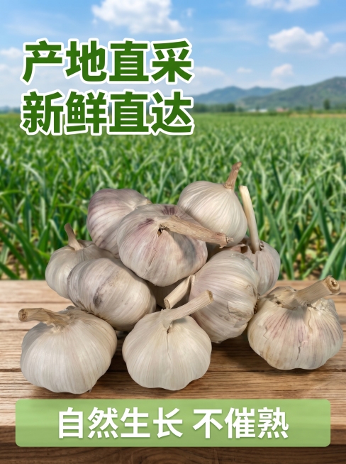[主图 6] 源产地展示主图，展示山东大蒜生长环境；氛围风格原生态自然，建立信任感；画质清晰真实，自然通透；元素前景摆放整颗紫皮大蒜，背景是大片生长中的绿油油大蒜田，远山蓝天白云，保持前景大蒜外观与输预览效果