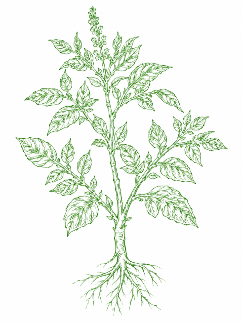 参考参考图片的绿色线描手绘风格，生成一株完整的中草药植物，白色背景，仅用绿色线条勾勒枝叶和树干，完整展示整株植物，保持简洁的线稿质感，和示例风格一致预览效果