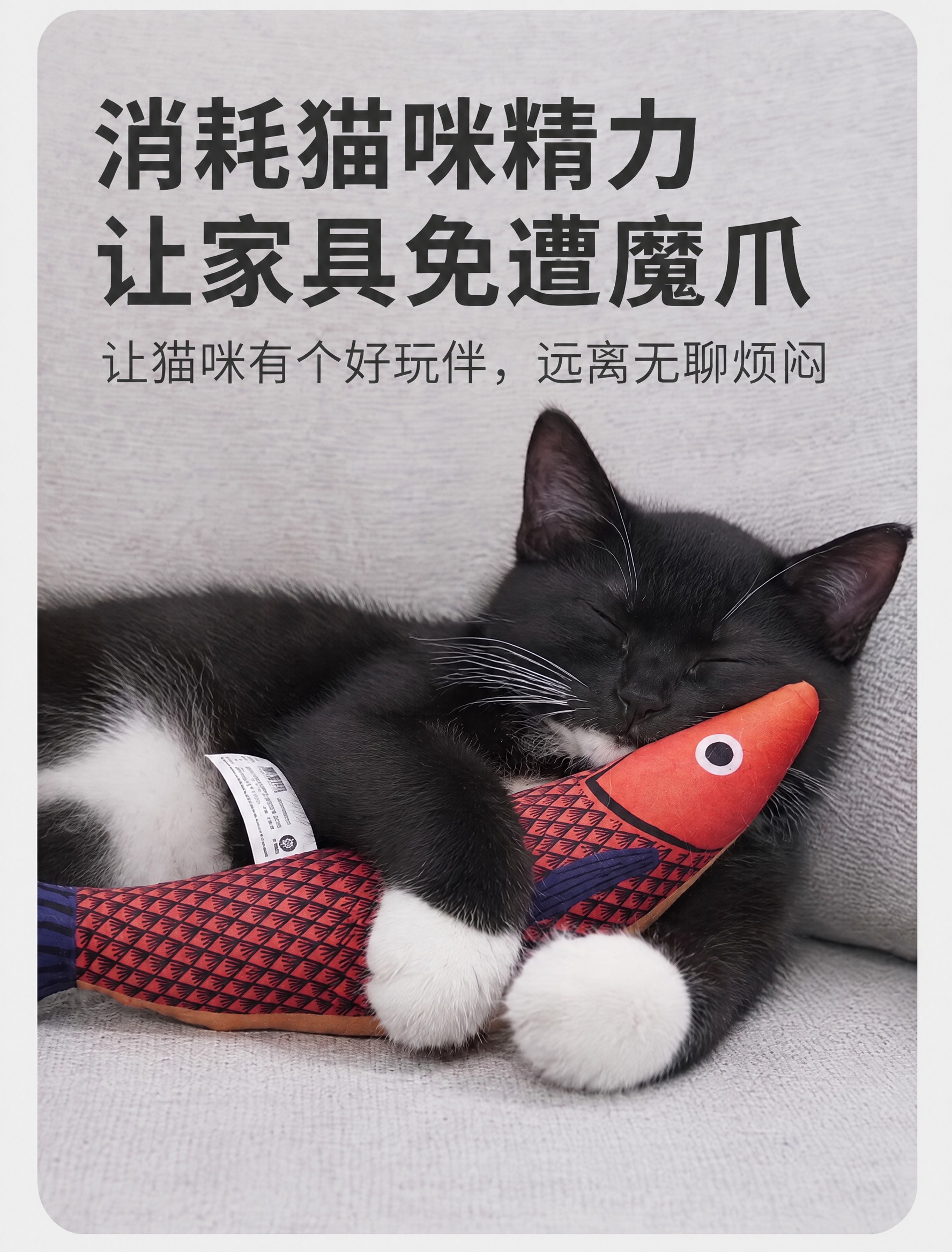 将图中的橘白猫咪替换为黑白奶牛猫gogo（黑色毛发，胸口和四只… - 图片创意预览