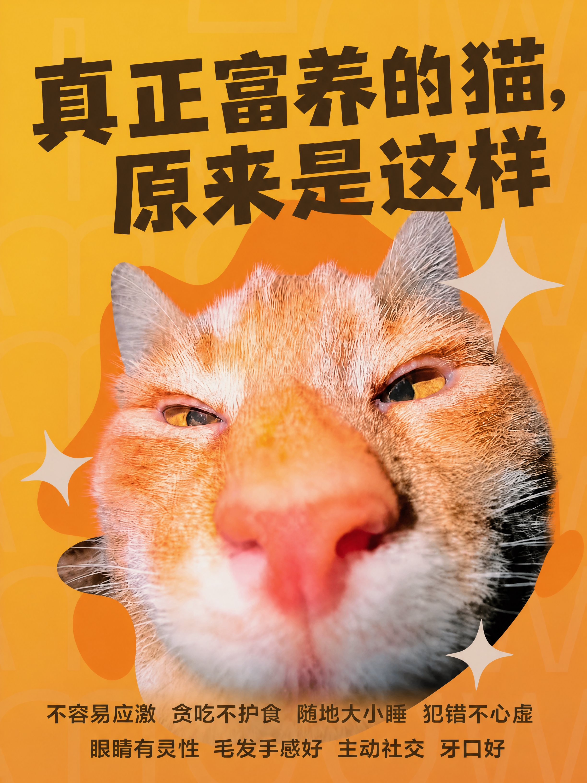 小红书笔记大字封面，配图大字，高饱和撞色萌宠风，保持现有版式、… - 图片创意预览
