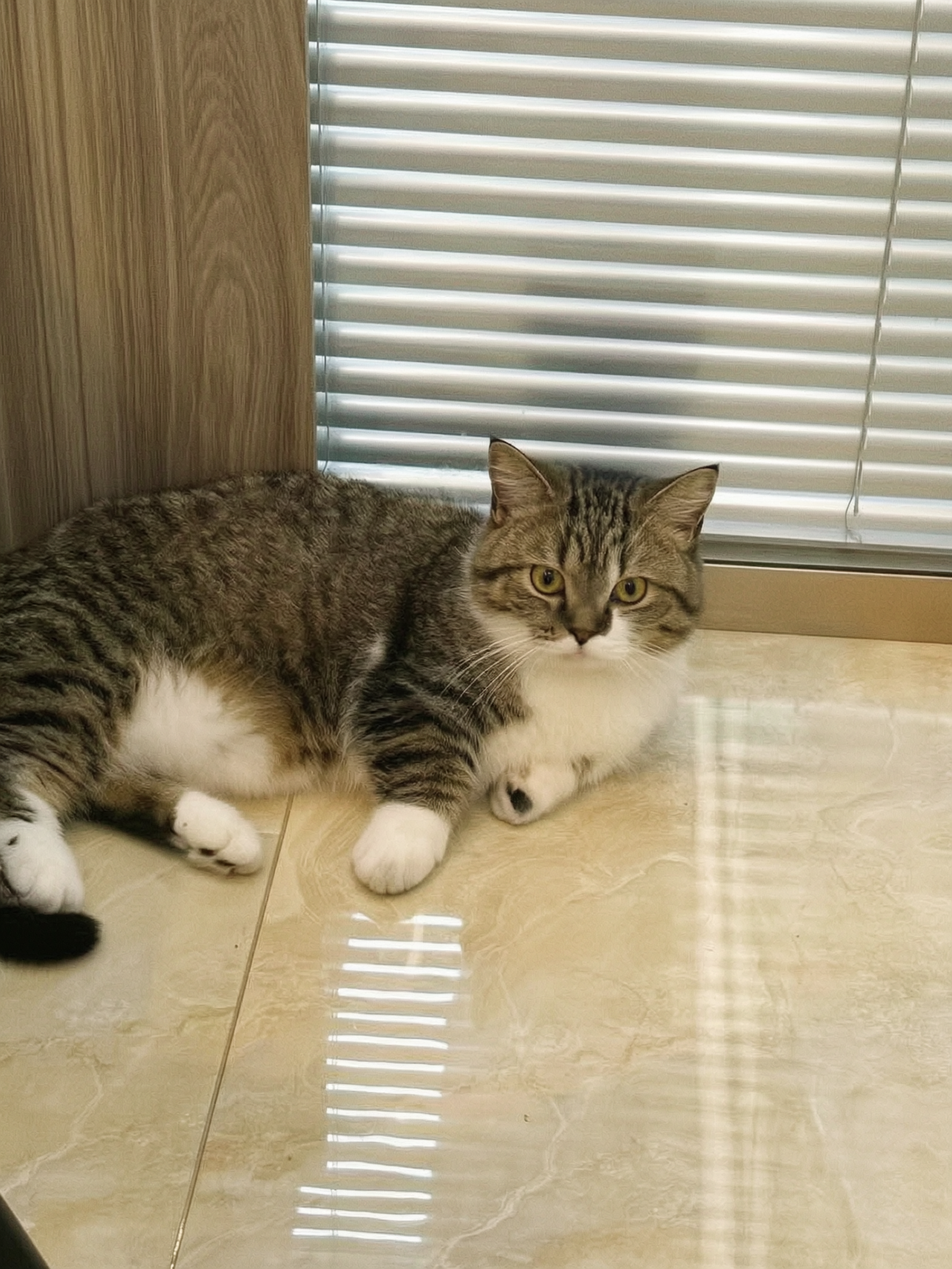 参考真实夏日胶片人像摄影的质感，将这张猫咪照片转换为通透自然的… - 图片创意预览