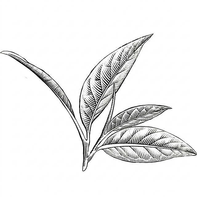 参考原图线稿风格，重新生成茶枝叶图案，将线条颜色修改为黑色，保持白色背景