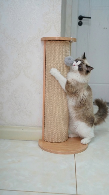 在猫抓柱旁添加一只可爱的布偶猫，布偶猫正在磨爪子玩耍，风格和场景自然融合预览效果