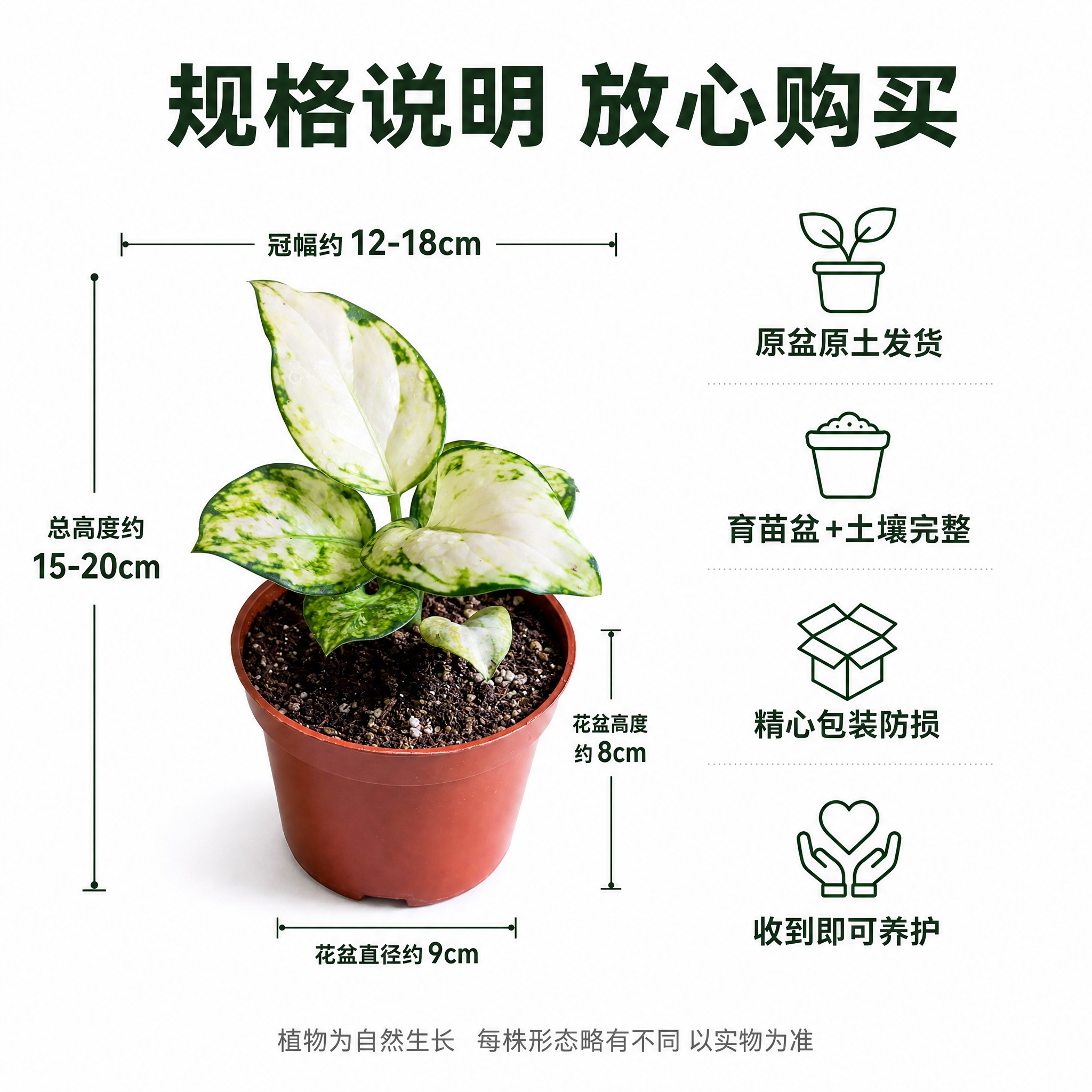 [主图-10] 规格尺寸与发货信息图，唯一任务：展示盆栽的尺寸… - 图片创意预览