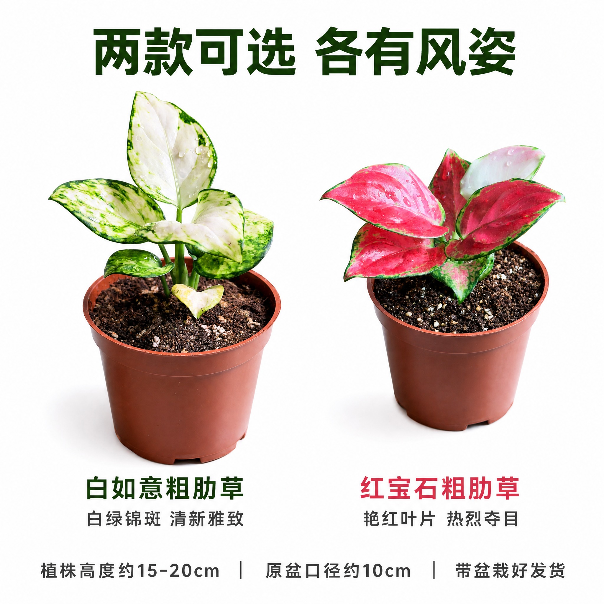 [主图-9] 两款粗肋草规格对比主图，唯一任务是清晰展示白如意… - 图片创意预览