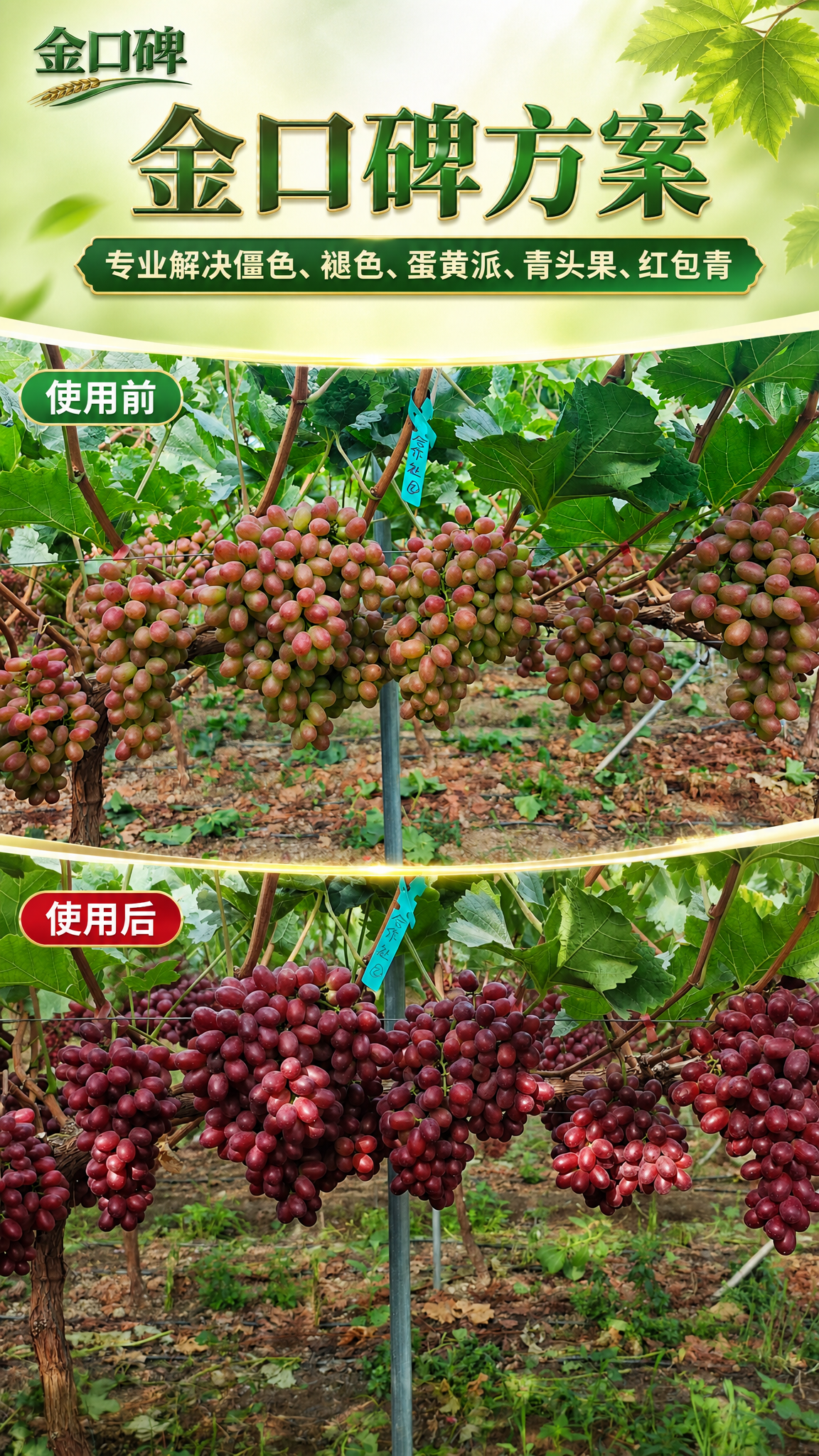 生鲜葡萄着色效果对比海报，9:16竖版，整体和谐自然，农业生鲜… - 图片创意预览