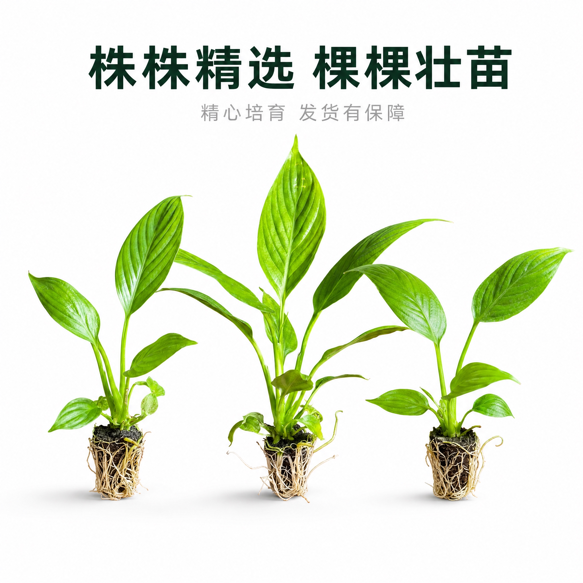 [主图-6] 多株组合展示图，纯白背景，展示美酒白掌多株组合摆… - 图片创意预览